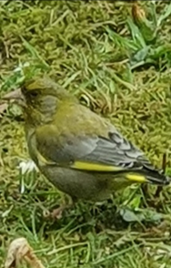 Green Finch by Elis Smits